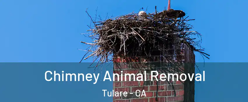 Chimney Animal Removal Tulare - CA