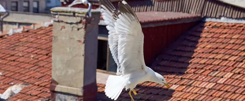 Residential Chimney Animal Removal Solution in Tulare, CA